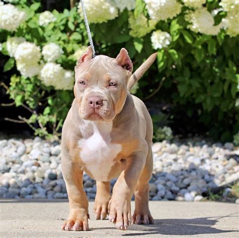 Amazing American bully looking for her forever home Cassidy Zimnicki. . Micro bully puppies for sale